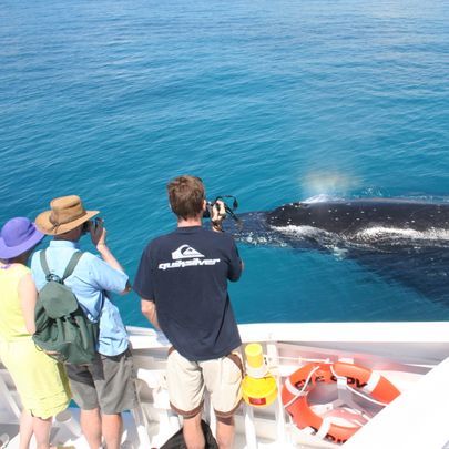 Brisbane Whale Watching | Boat Watching | QLD Travel