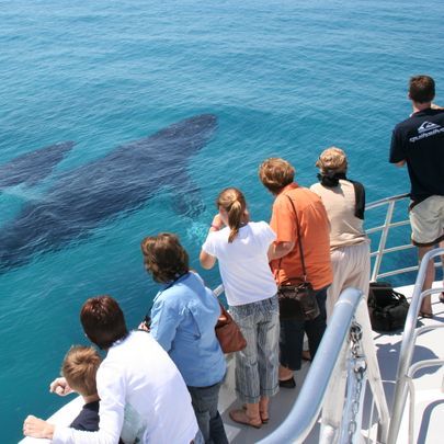 Brisbane Whale Watching | Boat Watching | QLD Travel