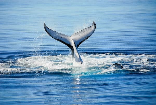 Whale Watching Hervey Bay s