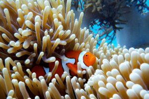 Best Diving Locations in QLD