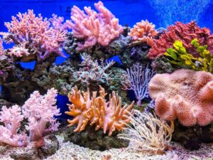 Things To Do In The Great Barrier Reef