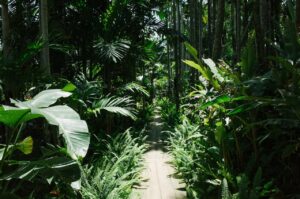 Things To Do In The Daintree Forest