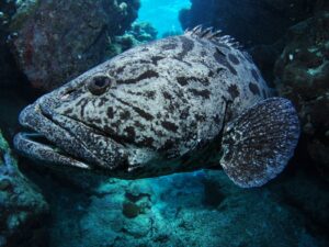 Dive The Queensland Cod Hole