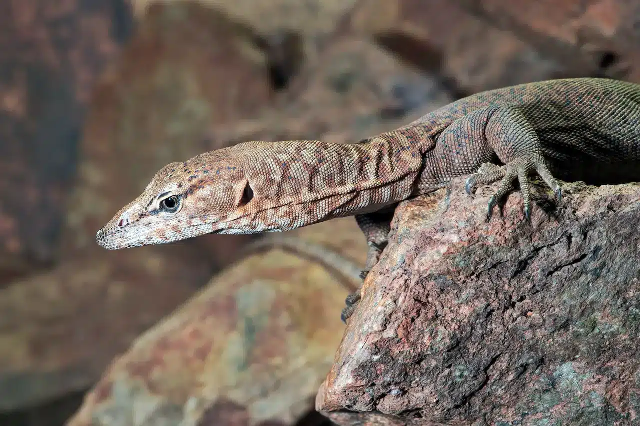 Goanna Adventures | Wicked Day Tour-Moreton Island | QLD Travel