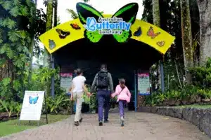 Australian Butterfly Sanctuary Kuranda