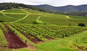 Exploring the Hunter Valley Vineyards