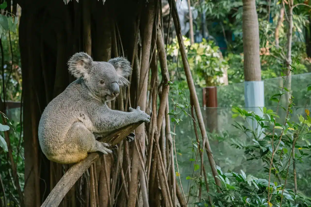 Brisbane Private Tour and Lone Pine Koala Sanctuary Visit