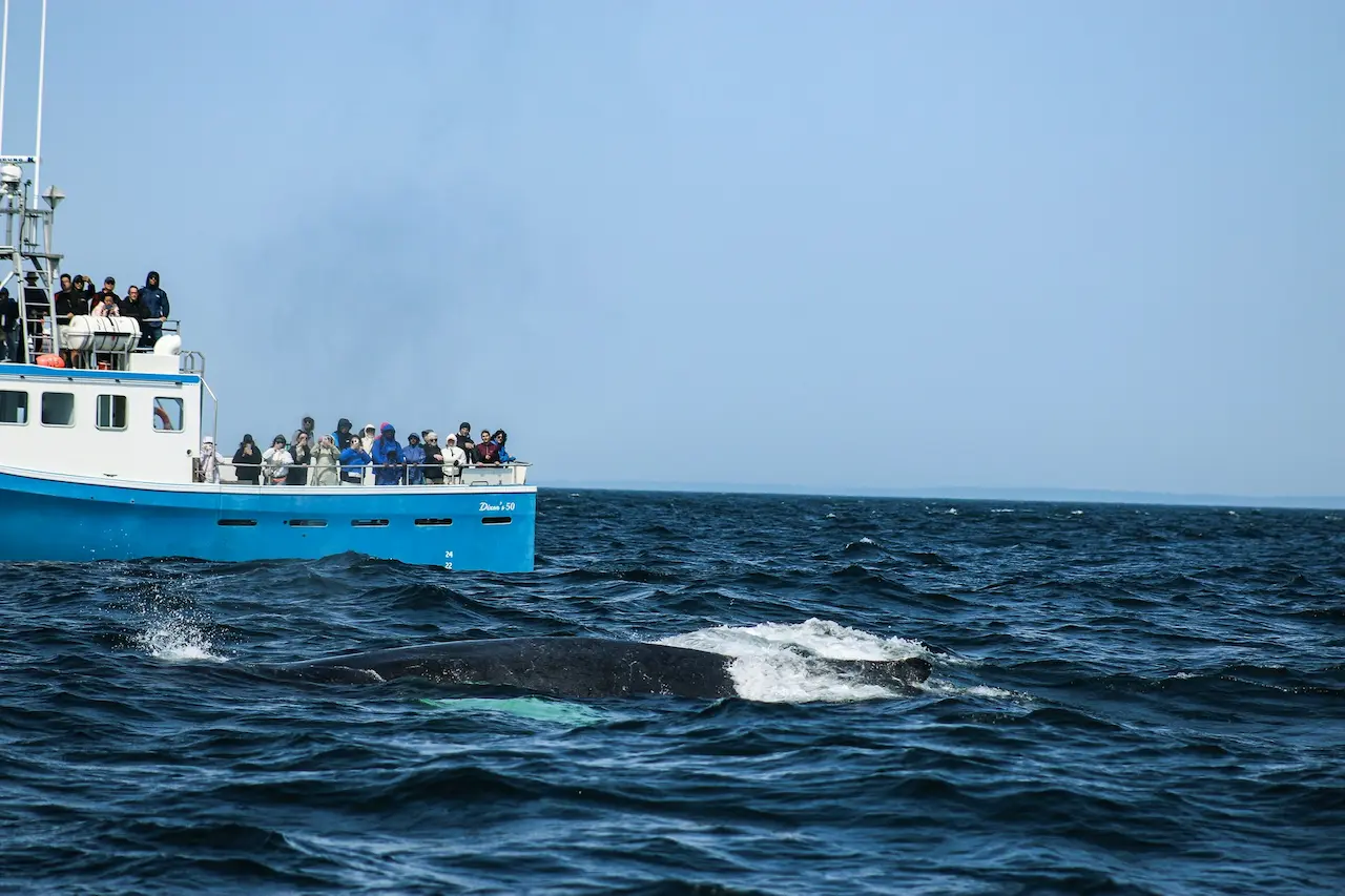 Freedom Premium 3/4 Day Whale Watch Cruise
