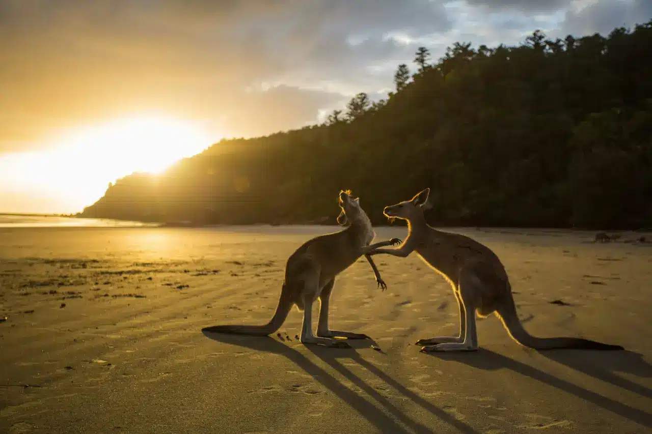 Kangaroos On The Beach Tour