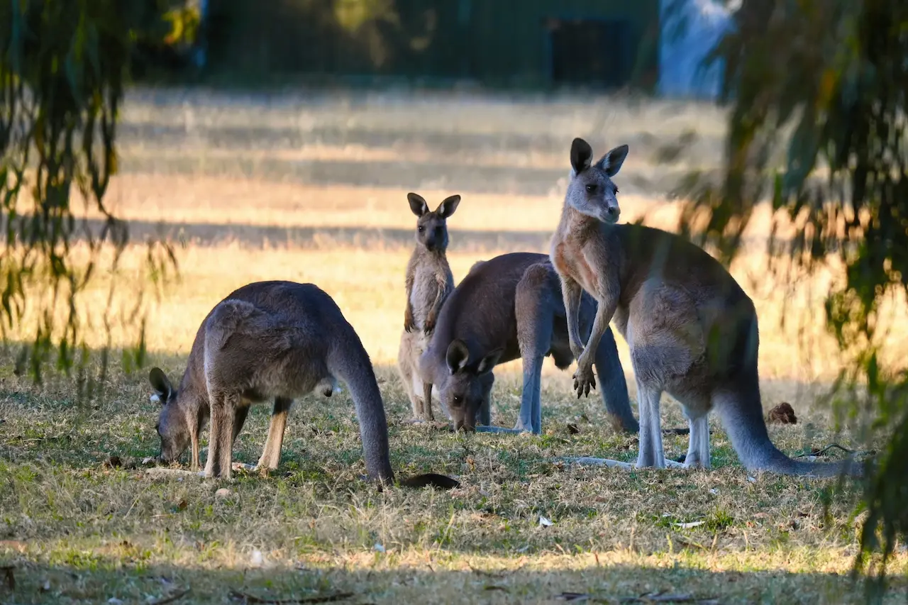 Kangaroos and Mountain Views