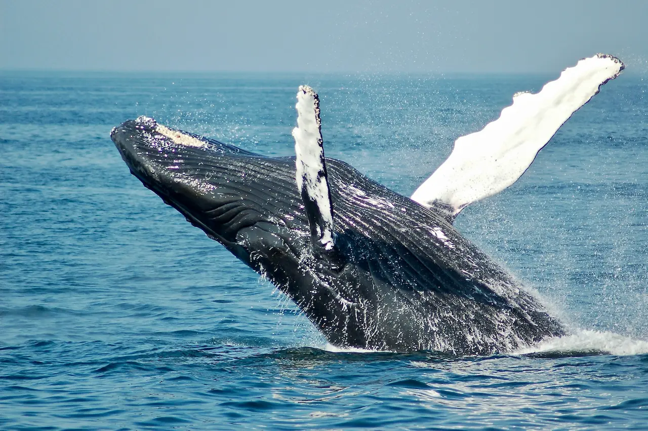 2HR Mooloolaba Whale Watching Experience