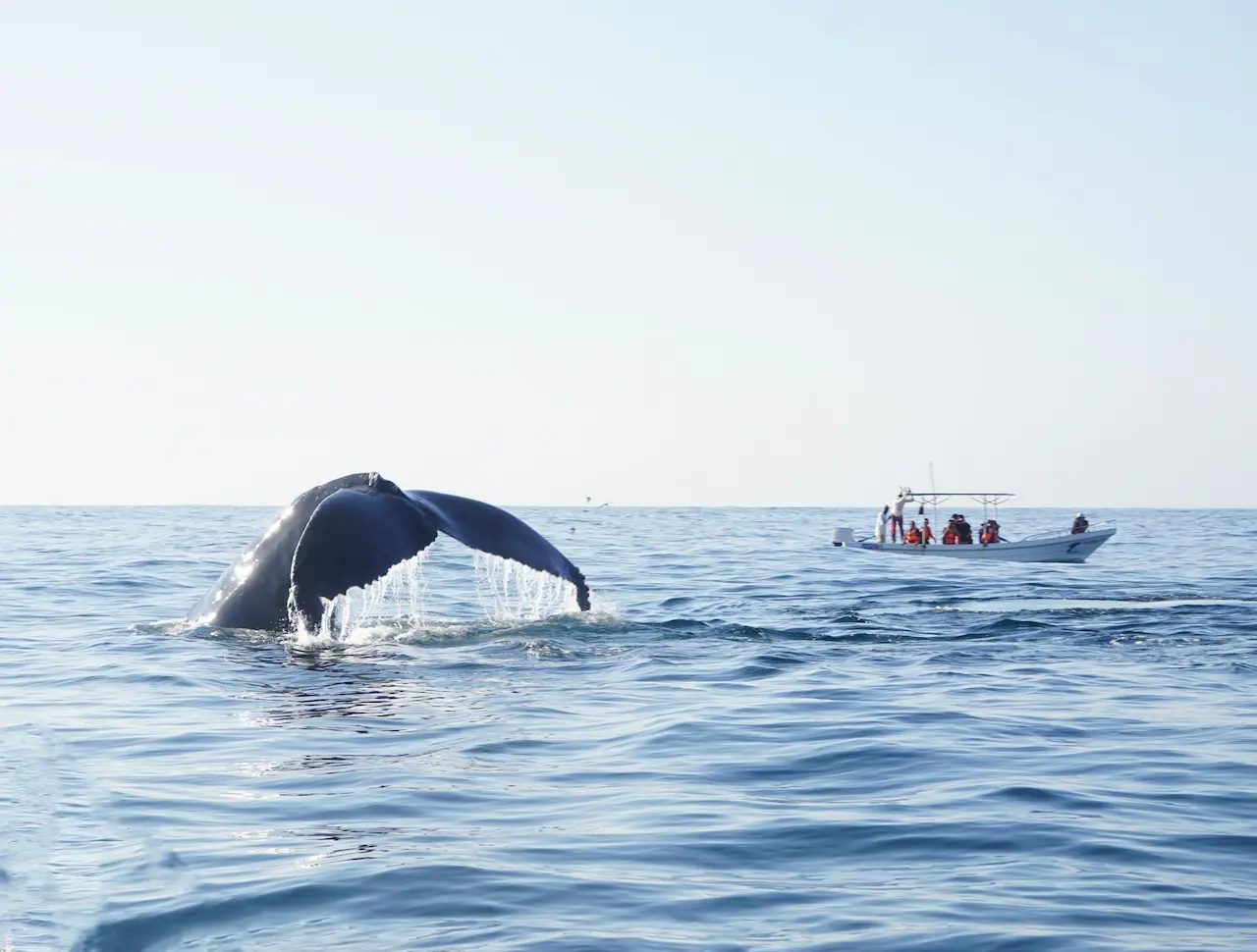 Noosa Whale Watching Ocean Kayaking & Beach 4X4 Tour