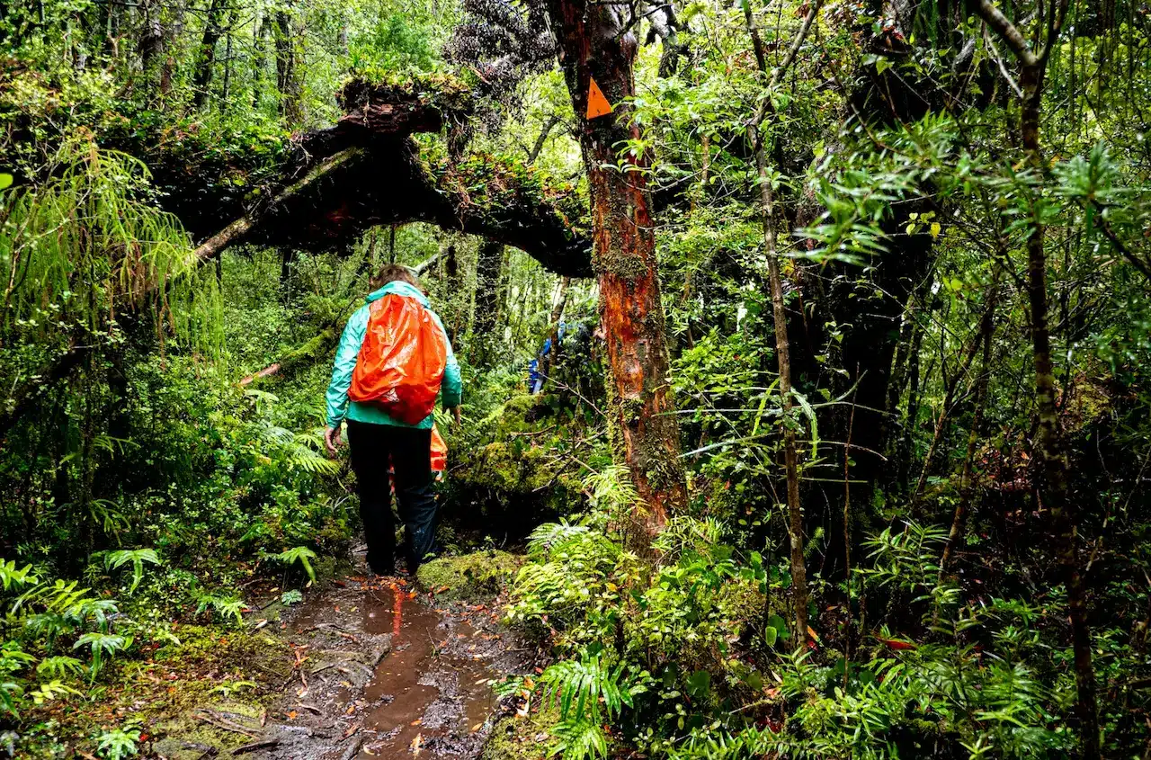 Private Cape Tribulation and Daintree Tour