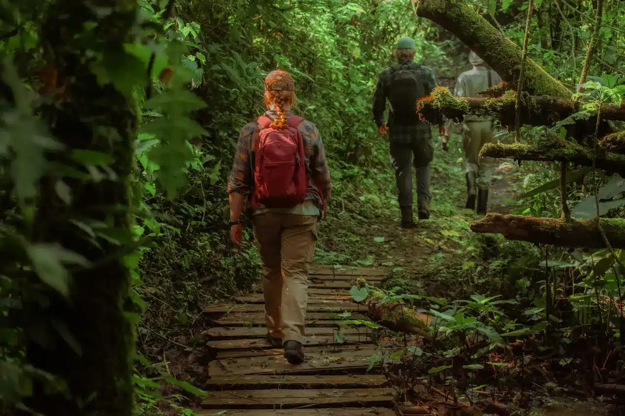 Springbrook & Tamborine Rainforest Glow Worm Day Tour
